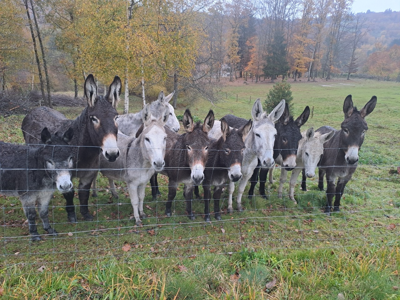 Ânes dans un pré à la Ferme Équestre de la Forge